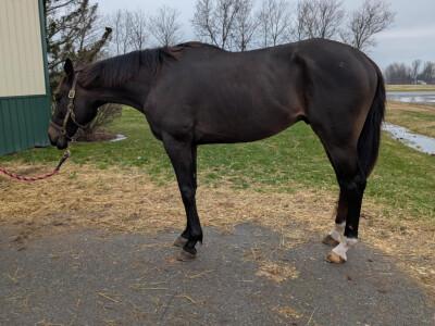 Unbridled Sharp